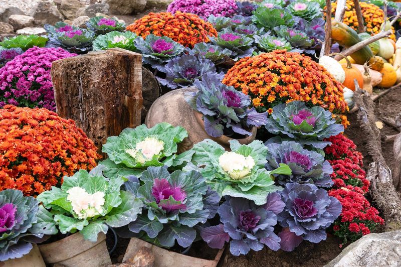 Ornamental Kale And Cabbage Brighten Up In The Cold
