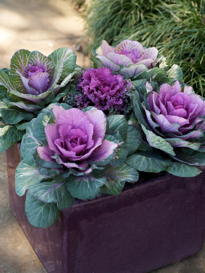 Ornamental Kale And Cabbage For Bold Foliage Ornamental Kale And Cabbage For Bold Foliage