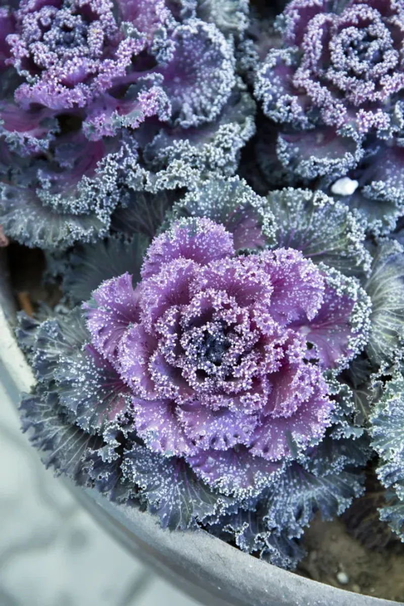 Ornamental Kale And Cabbage Get Brighter After Frost Ornamental Kale And Cabbage Get Brighter After Frost