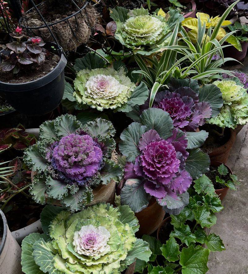 Ornamental Kale And Cabbage Showstoppers