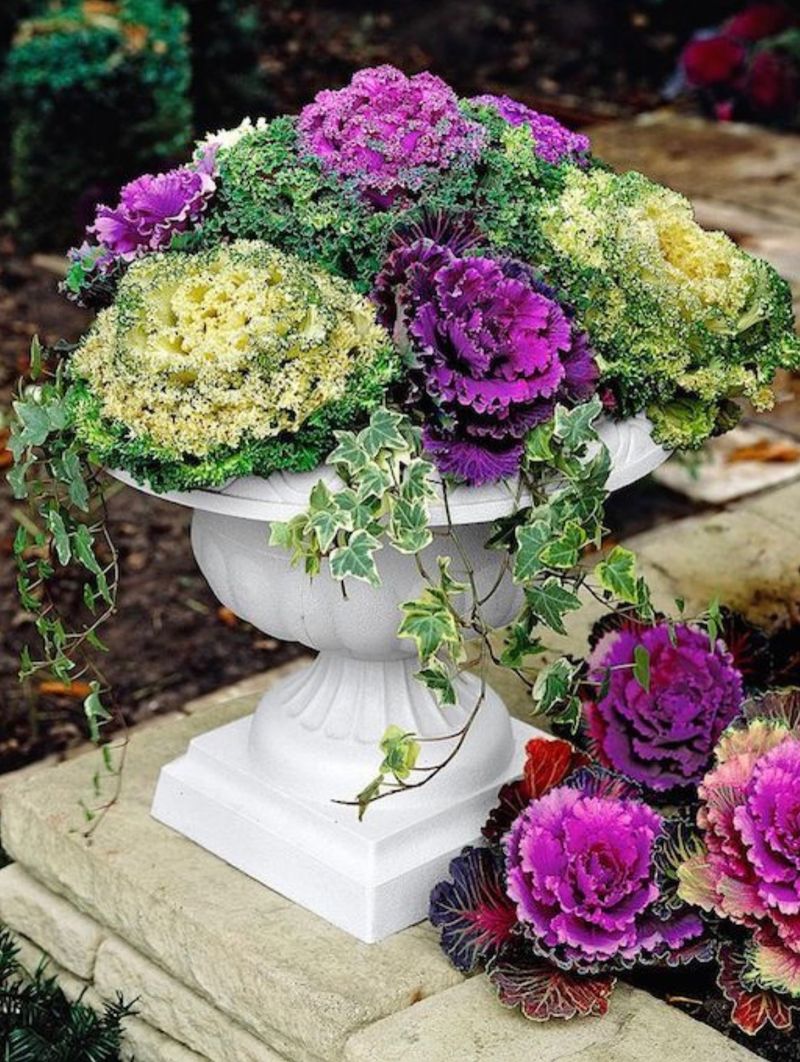 Ornamental Kale And Cabbage Steal The Fall Spotlight Ornamental Kale And Cabbage Steal The Fall Spotlight