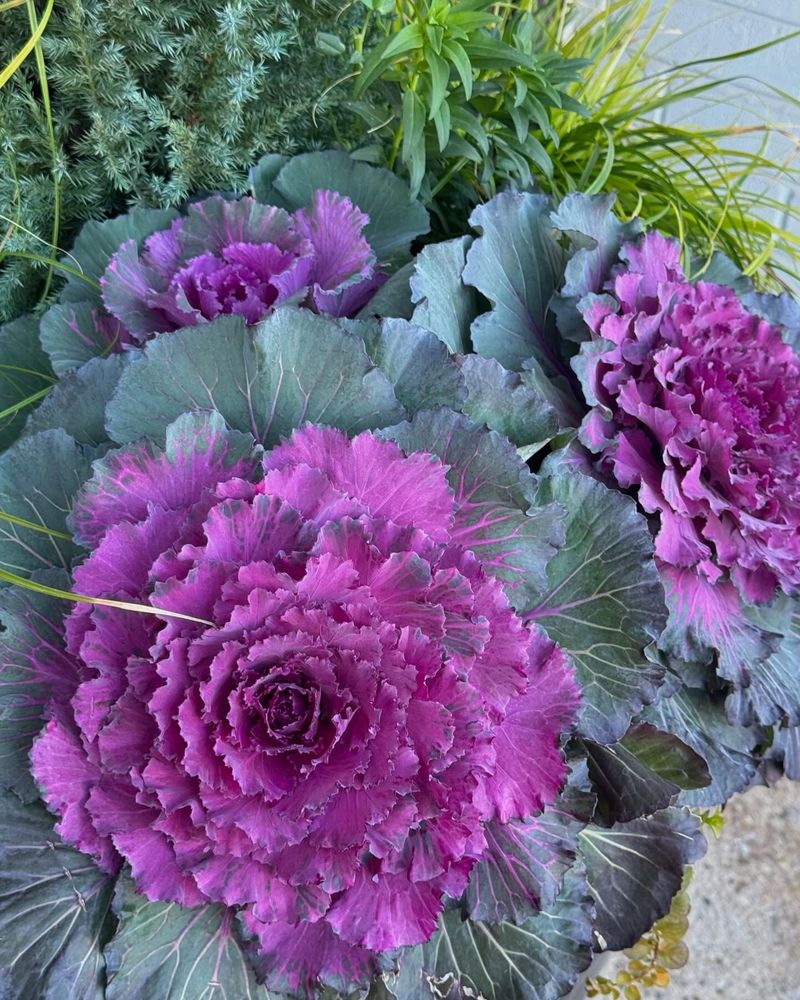 Ornamental Kale And Cabbage Steal The Show