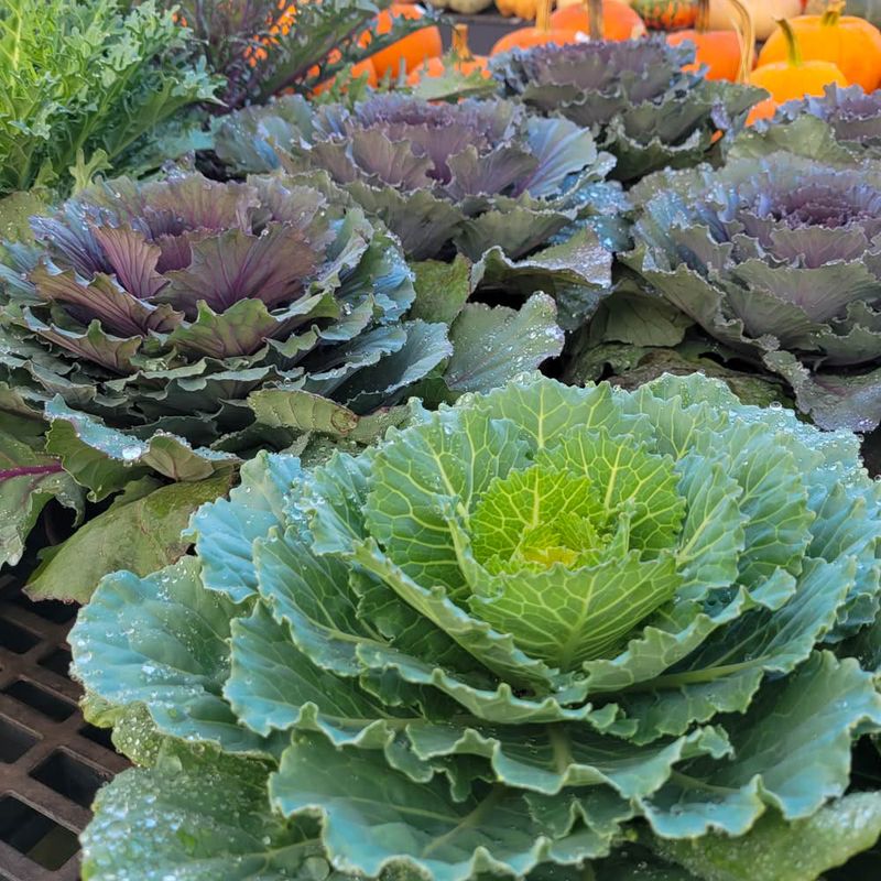 Ornamental Kale And Cabbage