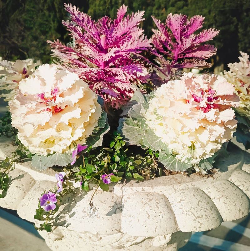 Ornamental Kale Holds Color In The Cold Ornamental Kale Holds Color In The Cold