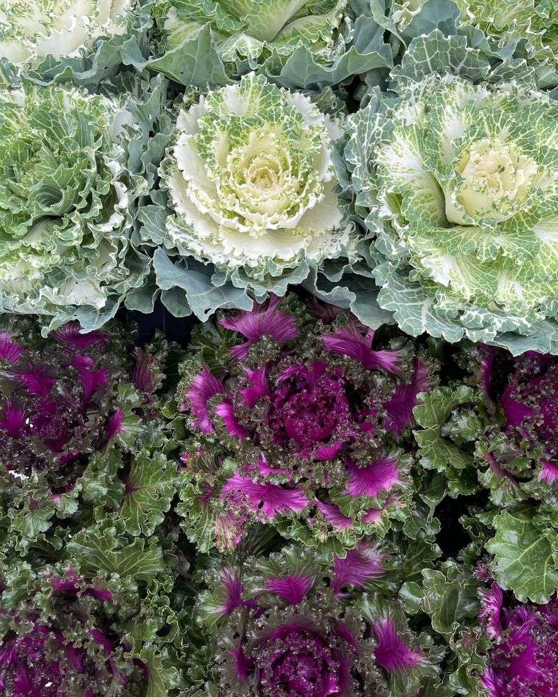 Ornamental Kale Is The Same Species As Kitchen Kale