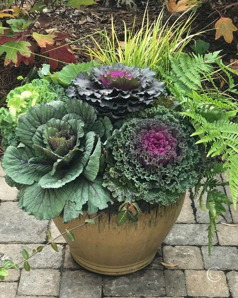 Ornamental Kale Rosettes Gain Color As Nights Turn Cool Ornamental Kale Rosettes Gain Color As Nights Turn Cool
