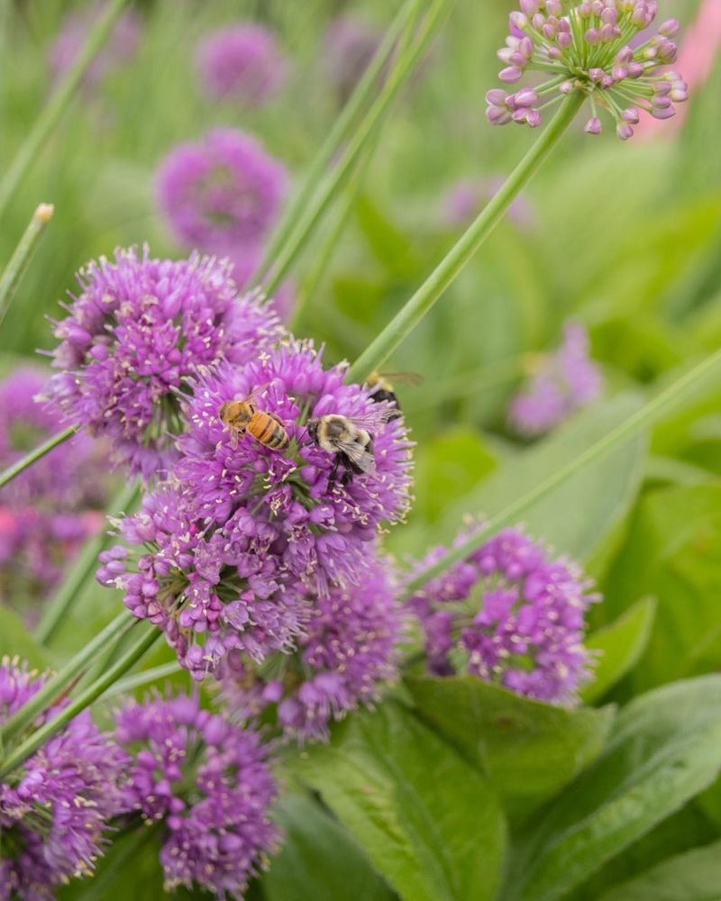 Ornamental Onions Carry A Smell Deer Skip