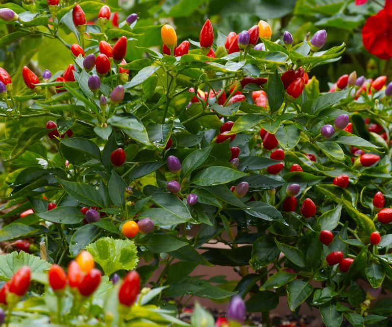 Ornamental Peppers Mix Tiny Flowers With Bright Fruit Until Frost