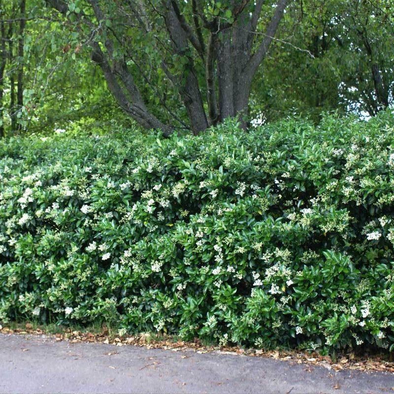 Ornamentals Often Need More Water And Care