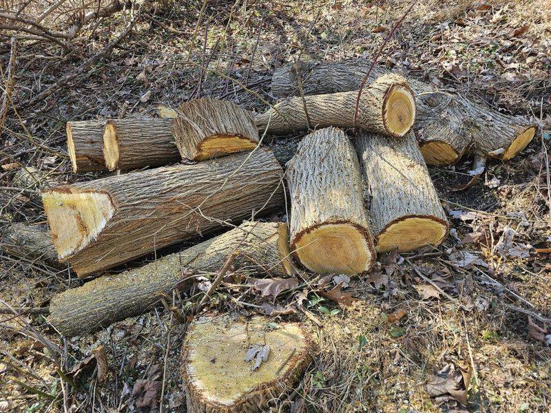 Osage Orange Fence Posts And Firewood Last For Decades