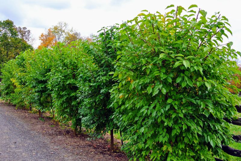Osage Orange Rows Once Lined Ohio Farm Fields Osage Orange Rows Once Lined Ohio Farm Fields