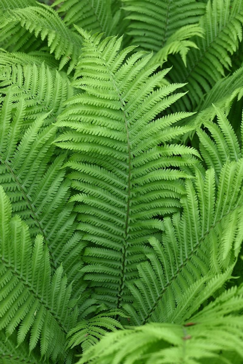 Ostrich Fern Fronds Can Stay Put As Winter Mulch Ostrich Fern Fronds Can Stay Put As Winter Mulch