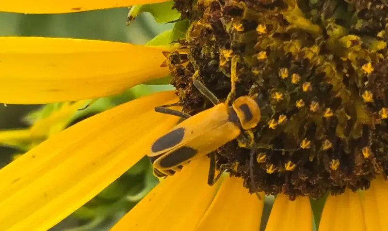 Other Striped Look-Alikes On Goldenrod