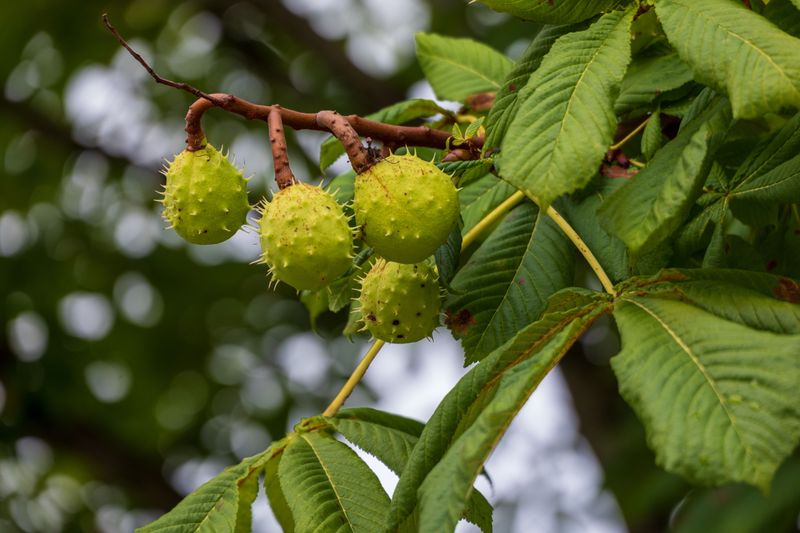 Other Trees With Spiky Green Fruits Other Trees With Spiky Green Fruits