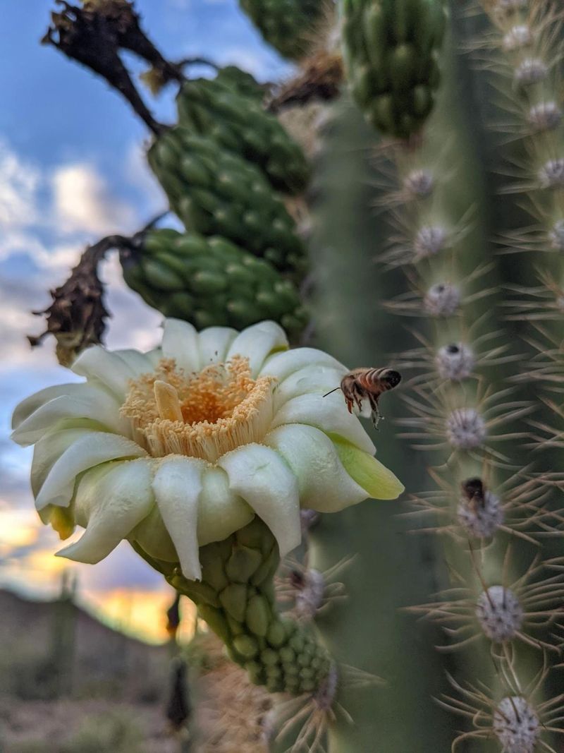 Other visitors share the saguaro’s pollination work