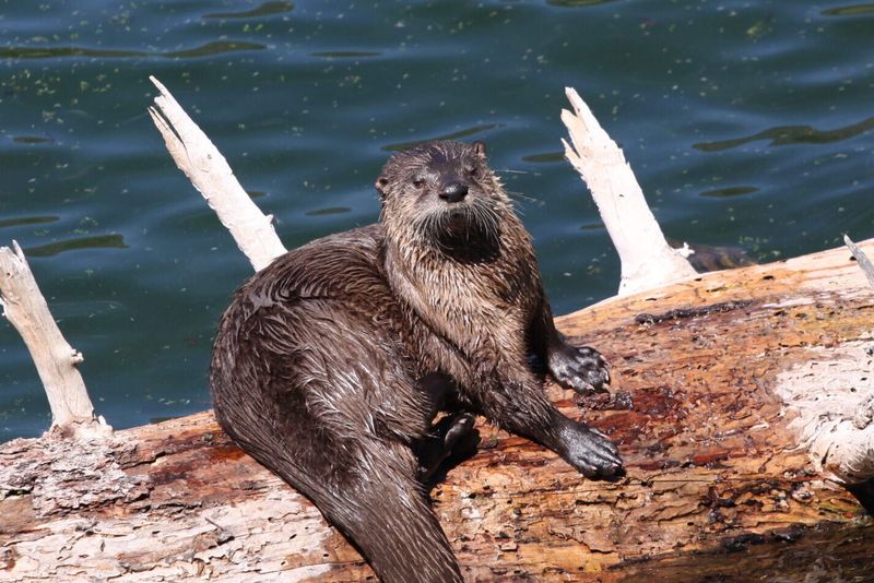 Otters Only Thrive Where Water Is Clean Otters Only Thrive Where Water Is Clean