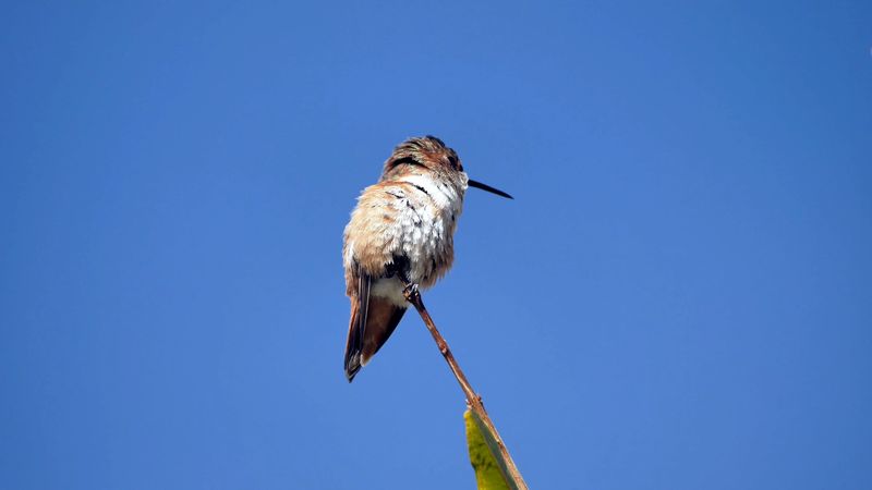 Out In The Open With No Nearby Perches Or Cover Out In The Open With No Nearby Perches Or Cover