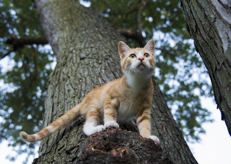 Outdoor Cats Outdoor Cats