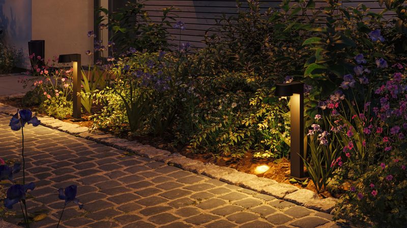 Outdoor Lights Bring Them A Steady Food Supply