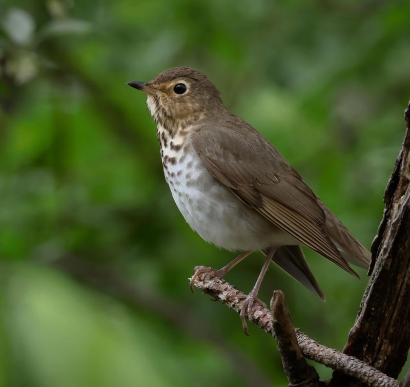Outdoor Lights Can Draw Migrating Birds Closer To Houses