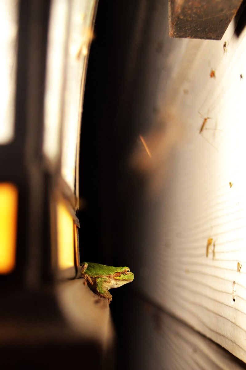 Outdoor Lights Can Keep Insect Prey Close To The House Outdoor Lights Can Keep Insect Prey Close To The House