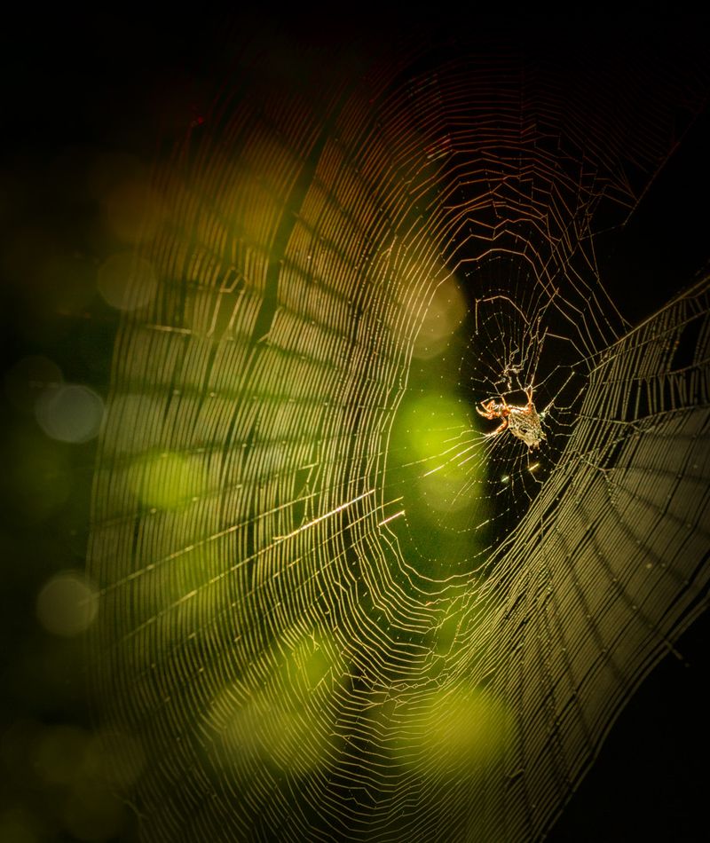 Outdoor Lights Draw In Their Prey