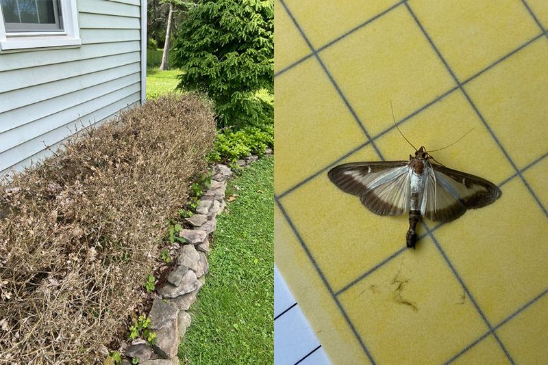 Outside The Quarantine? Report It To VDACS