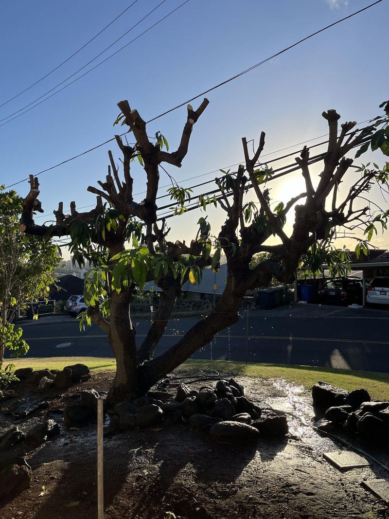 Over-Pruning Can Leave A Tree Unable To Recover
