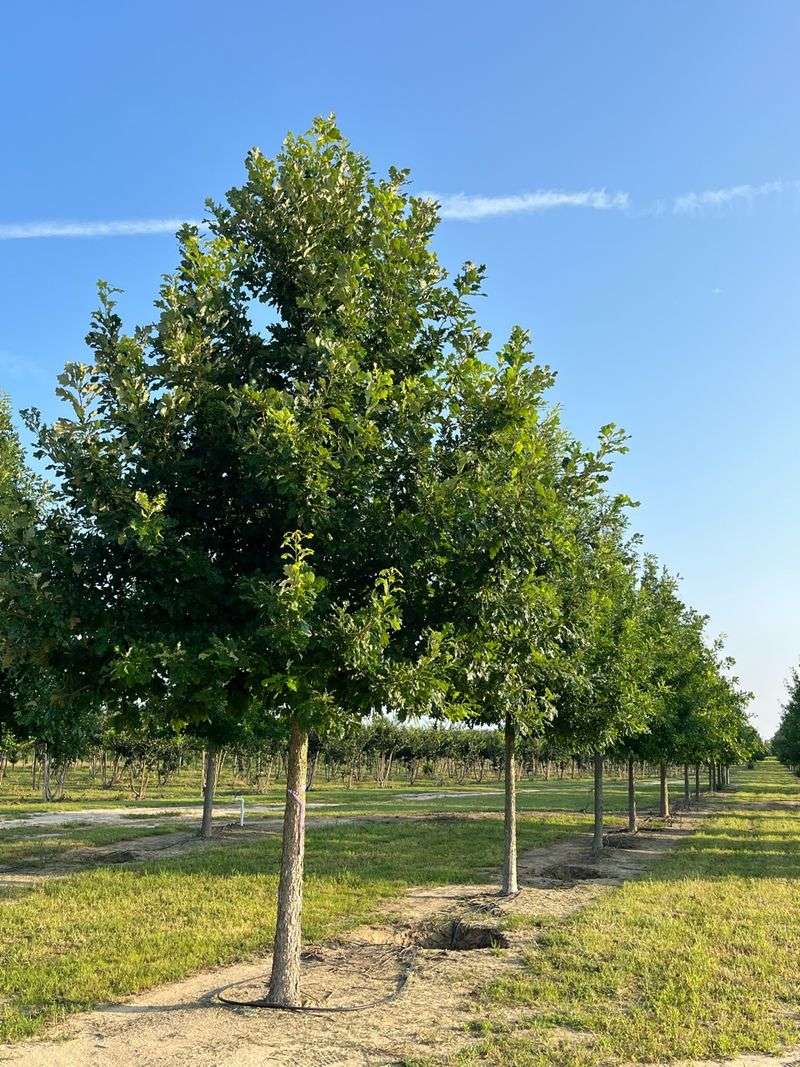 Overcup Oak Overcup Oak