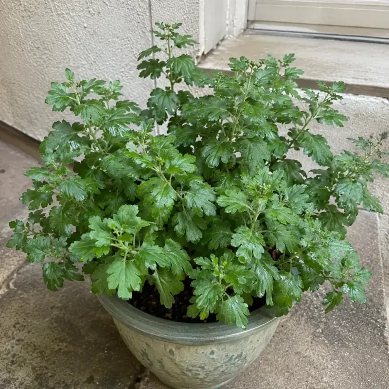 Overdoing The Fertilizer