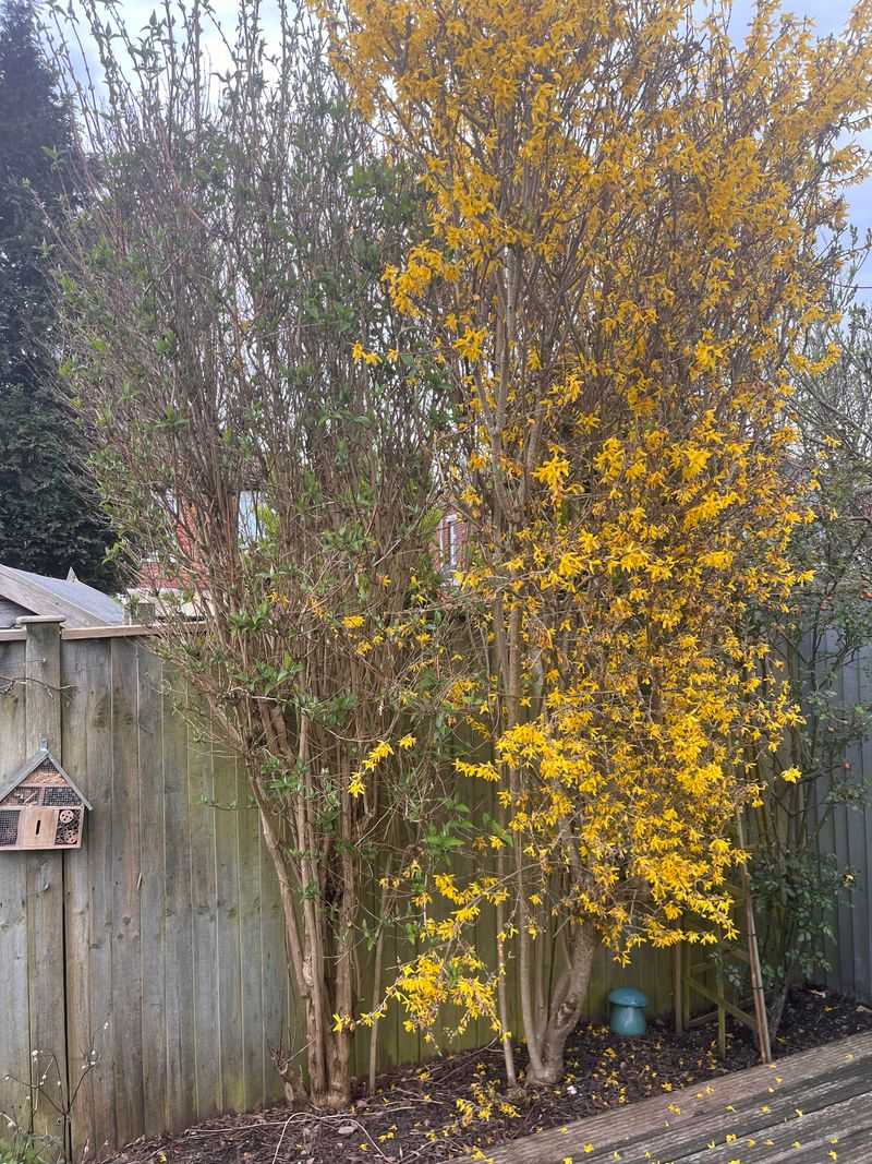 Overgrown Forsythia Can Handle A Harder Renewal Pruning Overgrown Forsythia Can Handle A Harder Renewal Pruning