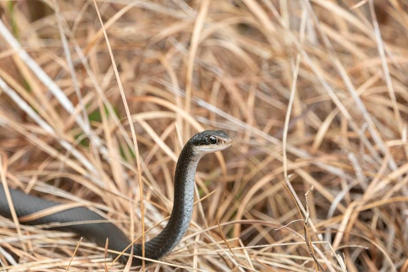 Overgrown Landscaping Becomes A Snake Hotel Overgrown Landscaping Becomes A Snake Hotel