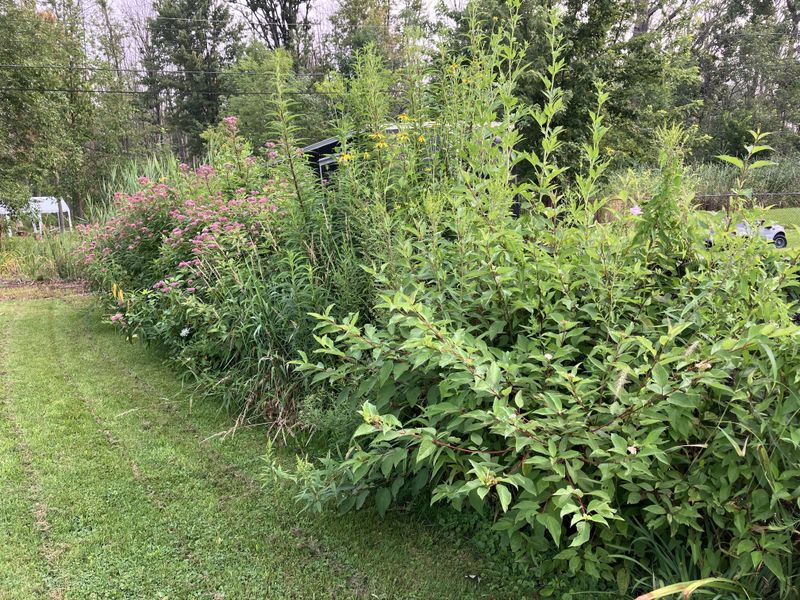 Overgrown Shrubs Create Hidden Corridors