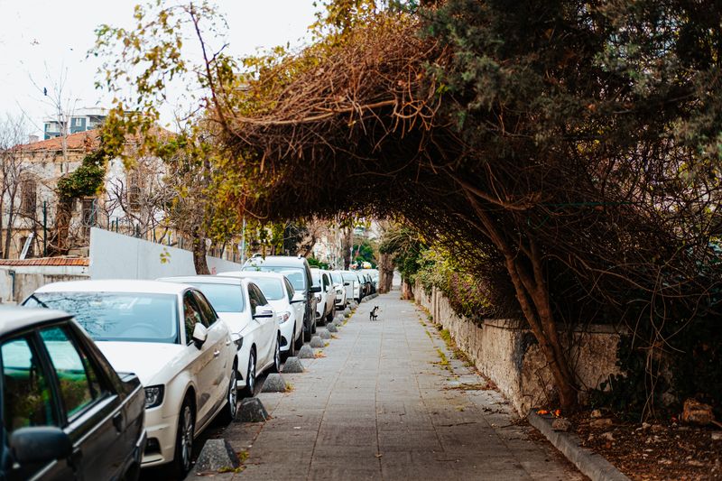 Overhanging Branches On Sidewalks And Streets Can Trigger Orders Overhanging Branches On Sidewalks And Streets Can Trigger Orders