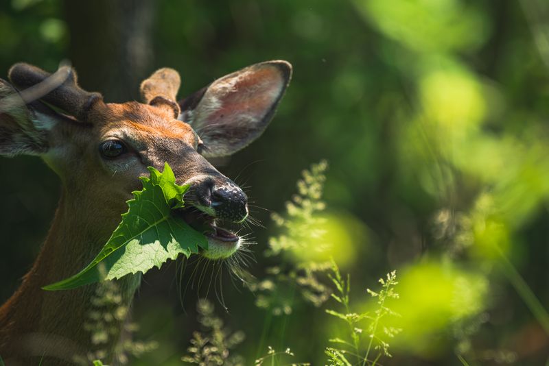 Overlooking The Pressure From Hungry Deer Overlooking The Pressure From Hungry Deer