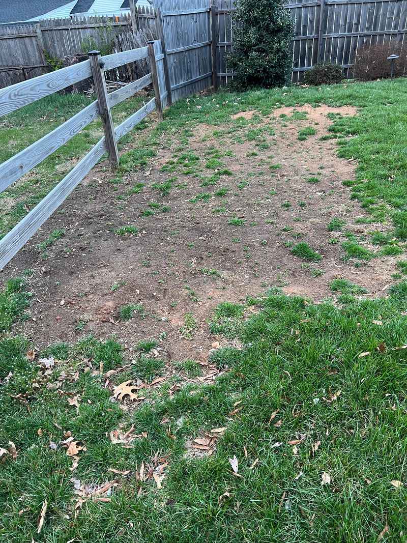 Overseed Any Bare Patches