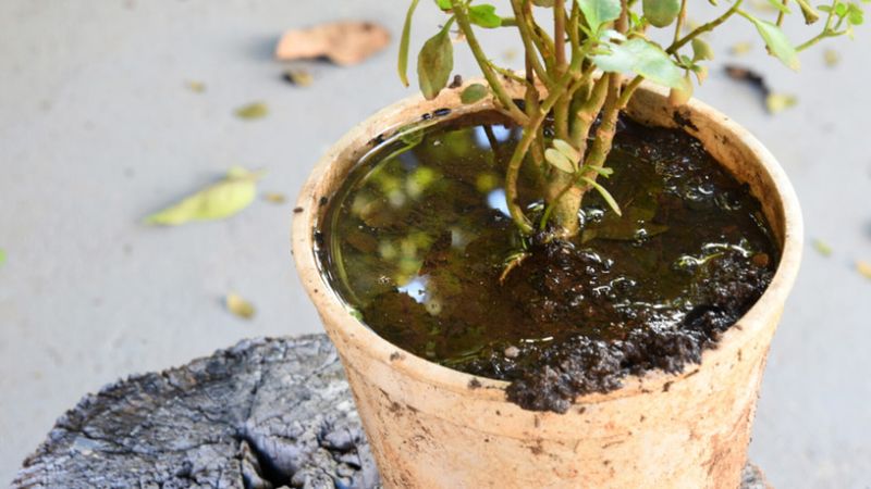 Overwatering Can Slow Real Progress Overwatering Can Slow Real Progress