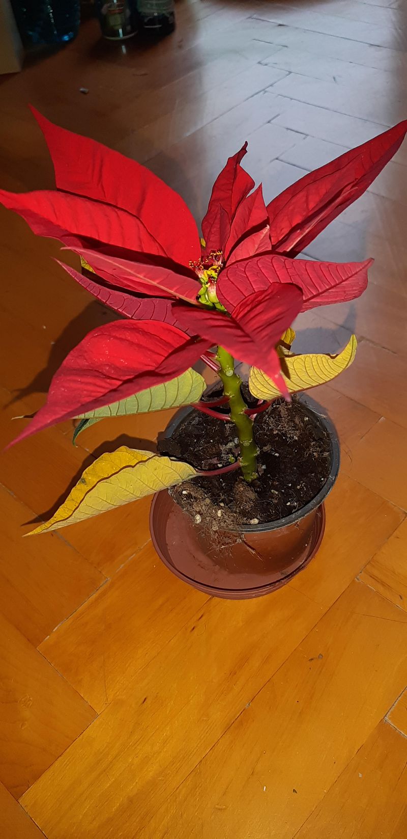 Overwatering Is The Biggest Poinsettia Problem