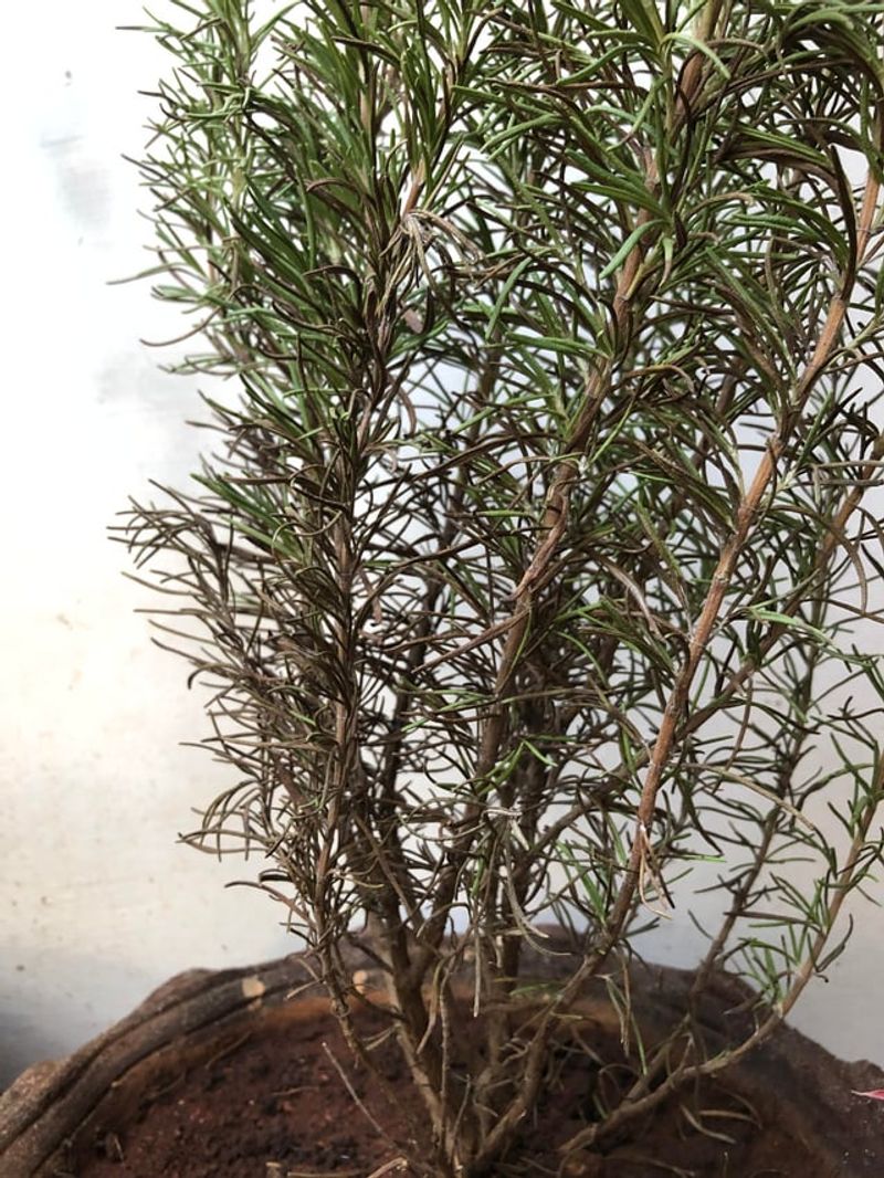 Overwatering Is The Most Common Cause