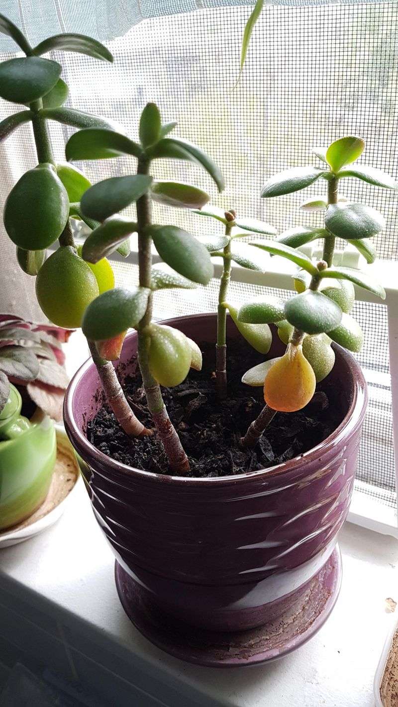 Overwatering Is The Top Cause Overwatering Is The Top Cause