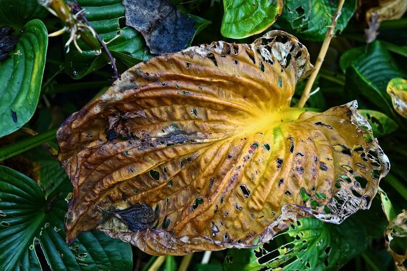 Overwatering Mistakes In Cool Weather Overwatering Mistakes In Cool Weather
