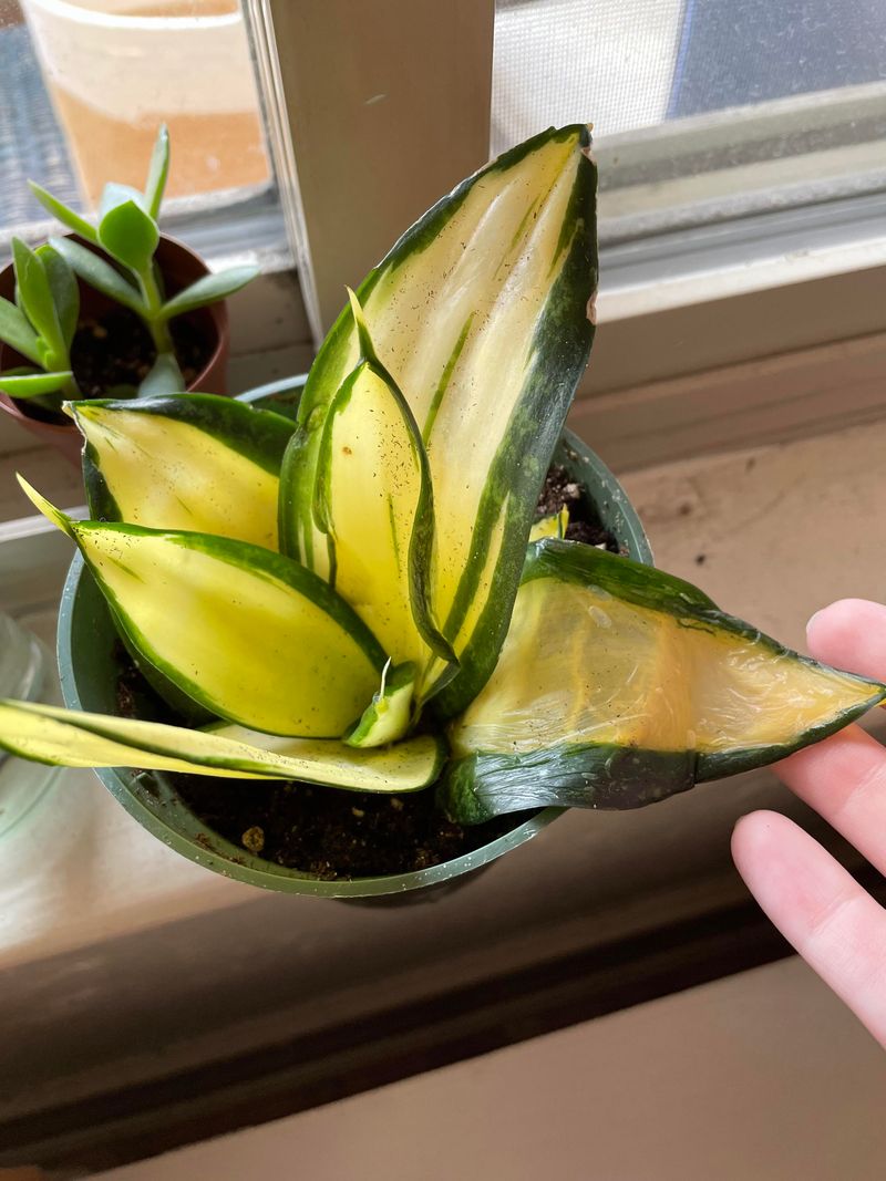 Overwatering Mistakes That Mimic Thirst Overwatering Mistakes That Mimic Thirst
