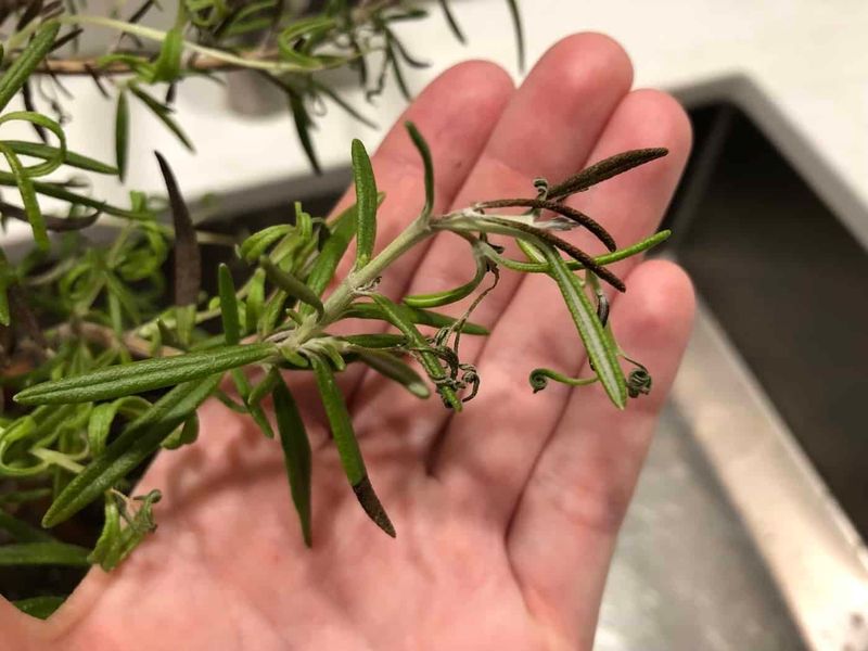 Overwatering Often Causes More Trouble Than Dry Spells