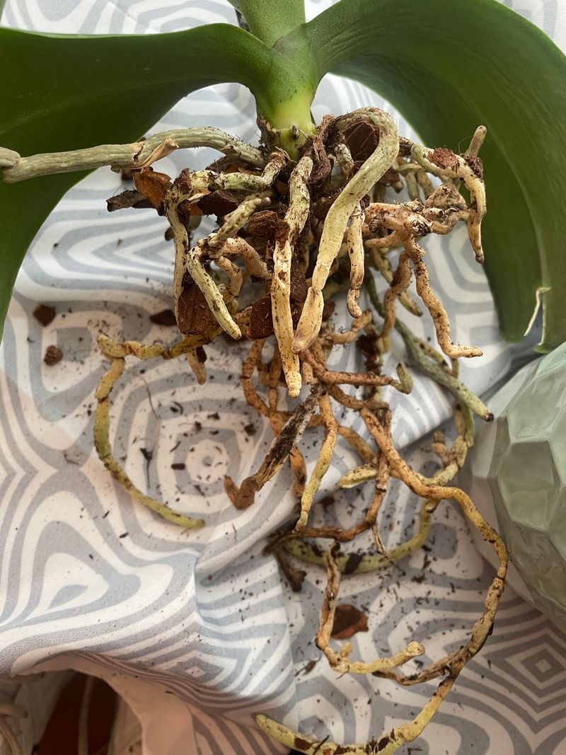 Overwatering Rots Roots, So Let The Bark Dry Between Drinks Overwatering Rots Roots, So Let The Bark Dry Between Drinks