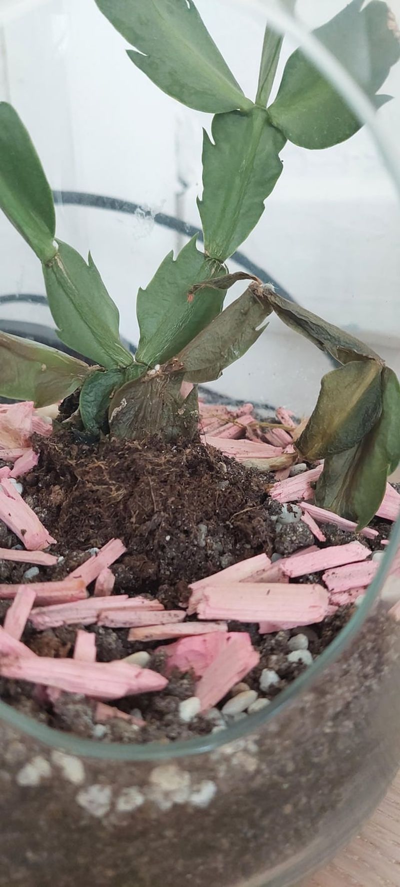 Overwatering Rots The Roots Overwatering Rots The Roots