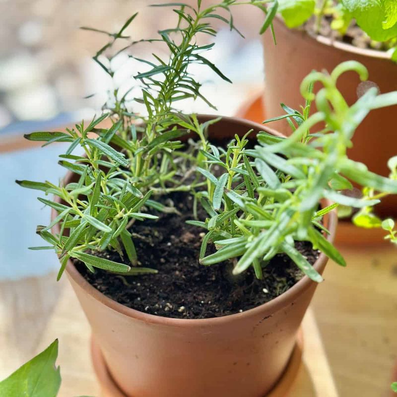Overwinter Young Plants Indoors Or Somewhere Sheltered