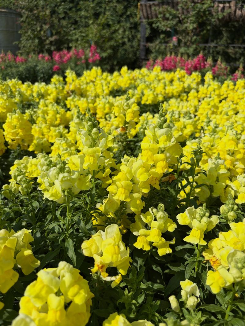 Overwintered Plants Grow Fuller With More Flower Spikes Overwintered Plants Grow Fuller With More Flower Spikes