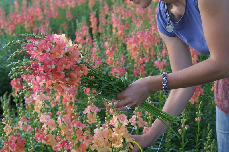 Overwintered Plants Make Better Cut Flowers Overwintered Plants Make Better Cut Flowers