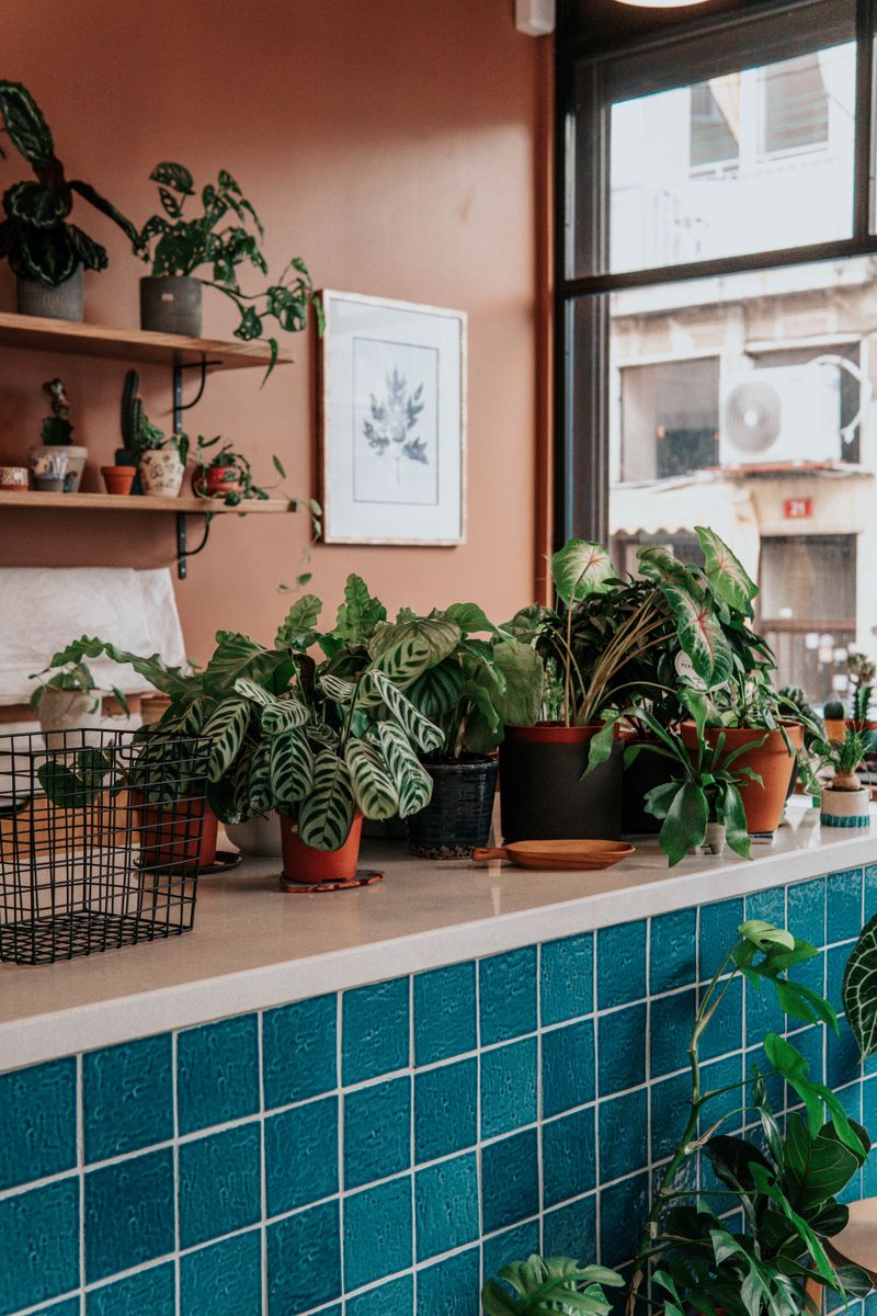 Overwintering Plants Can Save You Money Overwintering Plants Can Save You Money