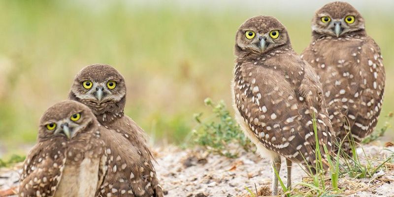 Owls And Their Nests Are Protected By Federal Law Owls And Their Nests Are Protected By Federal Law